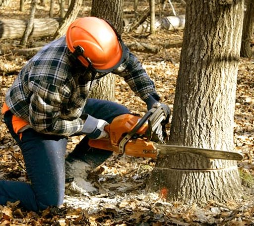 Tree Removal in Bienville, LA